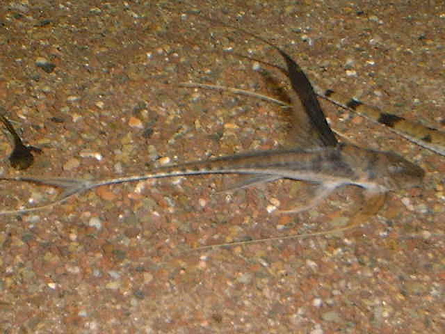 Lamontichthys filamentosus 